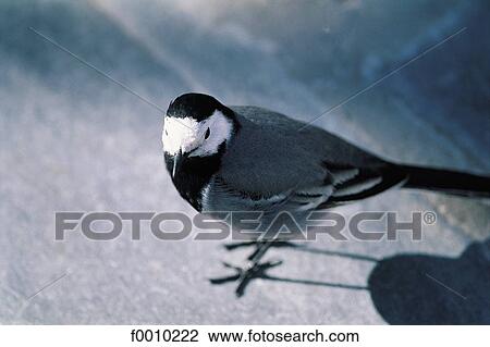 Stock Image - Bergen, local bird. Fotosearch