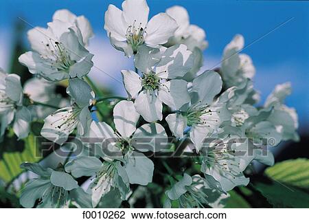 Stock Image - Hardanger fjorg, spring apple tree flowers. Fotosearch