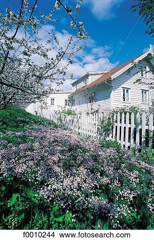 Hardanger fjorg, Utne, garden at spring View Large Photo Image Picture - Hardanger fjorg, Utne, garden at spring. Fotosearch