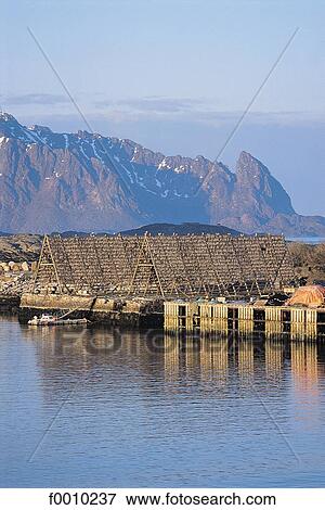 Lofoten Islands, drying stockfish View Large Photo Image Stock Photo - Lofoten Islands, drying stockfish. Fotosearch