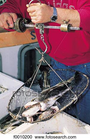 Stock Image - Oslo, harbour pier, weighing fish. Fotosearch