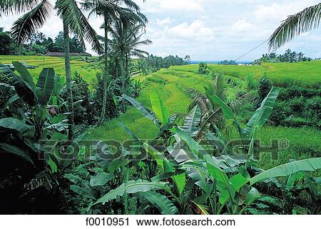 Banana plants and ricefields View Large Photo Image Stock Image - Banana plants and ricefields. Fotosearch