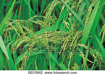 Stock Image - Close-up of rice grains. Fotosearch