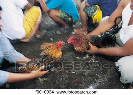 Cockfighting View Large Photo Image Picture - Cockfighting. Fotosearch