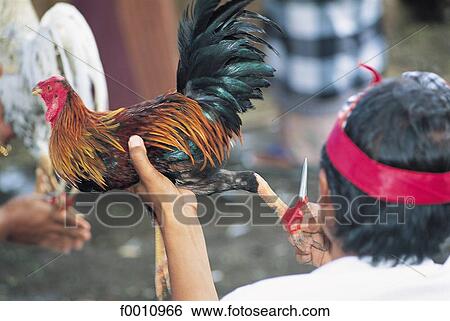 Stock Photograph - Cockfighting. Fotosearch