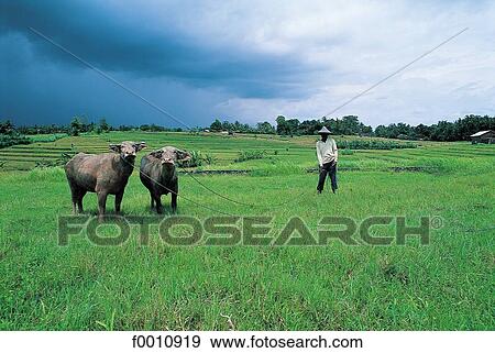 Stock Photo - Peasant and his buffaloes in a field. Fotosearch