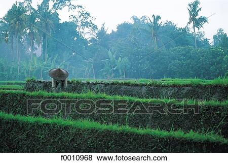 Peasant working in a ricefield View Large Photo Image Stock Photo - Peasant working in a ricefield. Fotosearch