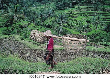 Ricefields near Ubud and peasant View Large Photo Image Stock Photo - Ricefields near Ubud and peasant. Fotosearch