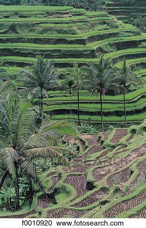 Ricefields near Ubud View Large Photo Image Stock Image - Ricefields near Ubud. Fotosearch
