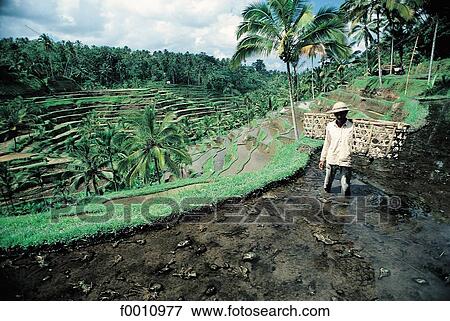 Ricefields near Ubud View Large Photo Image Stock Photo - Ricefields near Ubud. Fotosearch
