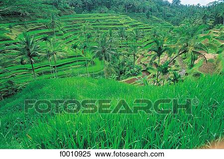Ricefields View Large Photo Image Stock Photography - Ricefields. Fotosearch
