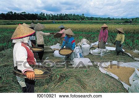 Stock Image - Women cropping rice. Fotosearch