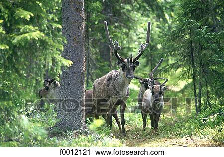 Sweden, Lpland, reindeers View Large Photo Image Stock Image - Sweden, Lpland, reindeers. Fotosearch