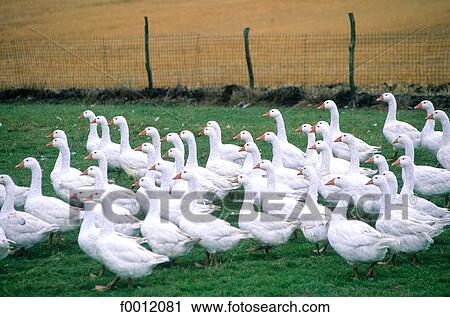 Stock Image - Sweden, Scania, Lund vicinity, flock of geese. Fotosearch