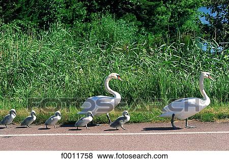 Stock Photo - Finland, Eckerö, family of swans. Fotosearch