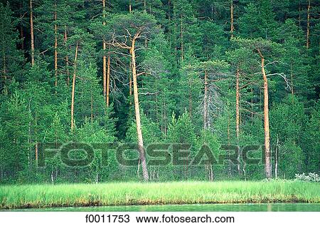 Stock Image - Finland, forest in Kuopio vicinity. Fotosearch