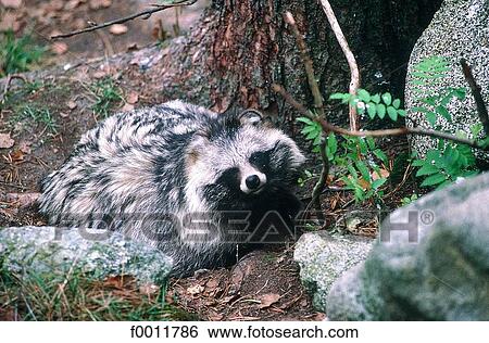 Finland, Lapland, racoon View Large Photo Image Stock Photograph - Finland, Lapland, racoon. Fotosearch