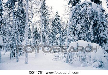 Finland, Lapland, Rovaniemi forest View Large Photo Image Stock Image - Finland, Lapland, Rovaniemi forest. Fotosearch