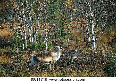 Finland, Lapland, Saariseka vicinity, reindeers View Large Photo Image Stock Photograph - Finland, Lapland, Saariseka vicinity, reindeers. Fotosearch