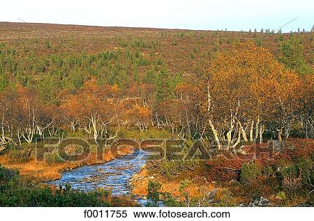 Finland, Lapland, Urho Kekkonen national park View Large Photo Image Stock Photography - Finland, Lapland, Urho Kekkonen national park. Fotosearch