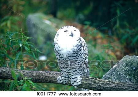 Finland, owl in Kuusamo vicinity View Large Photo Image Stock Photo - Finland, owl in Kuusamo vicinity. Fotosearch