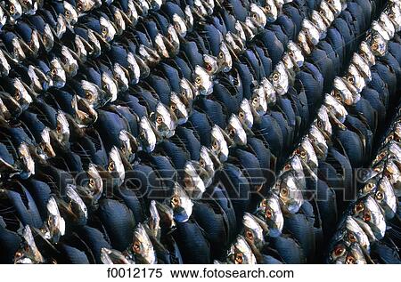 Stock Photography - Denmark, Bornholm, Svanake, drying fish. Fotosearch