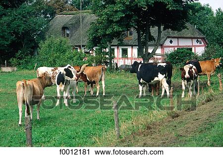 Denmark, farm near Visborg View Large Photo Image Stock Image - Denmark, farm near Visborg. Fotosearch