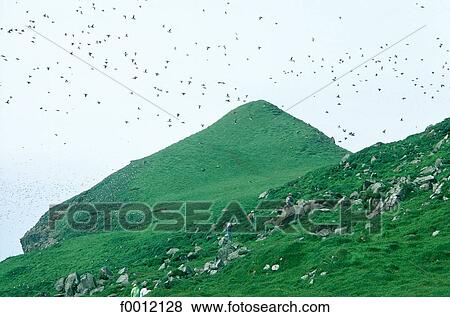 Denmark, Faroe Islands, birds of Mikines View Large Photo Image Stock Photo - Denmark, Faroe Islands, birds of Mikines. Fotosearch