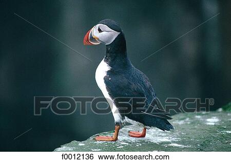 Stock Photograph - Denmark, Faroe Islands, Mikines, puffin. Fotosearch