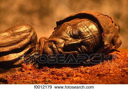 Denmark, Jutland, Silkeborg, Tollund man View Large Photo Image Stock Photo - Denmark, Jutland, Silkeborg, Tollund man. Fotosearch