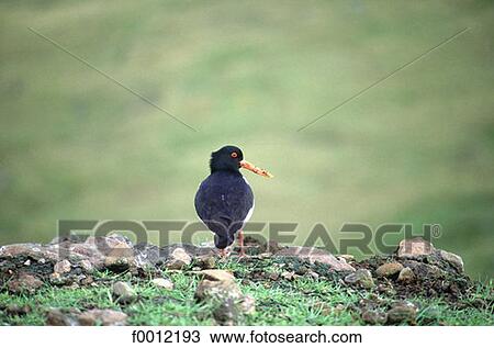 Denmark, oystercatcher, symbol of Faroe Islands View Large Photo Image Stock Image - Denmark, oystercatcher, symbol of Faroe Islands. Fotosearch