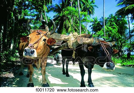 Stock Image - Domenican Republic, Las Terranas, ox cart. Fotosearch
