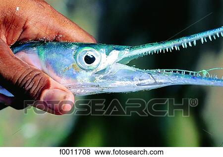 Stock Photo - Domenican Republic, Las Terranas market, a crocodile fish. Fotosearch