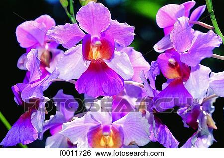 Stock Photograph - Domenican Republic, Las Terranas, orchids plantation. Fotosearch