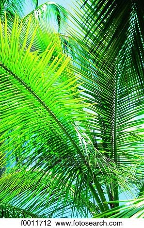 Domenican Republic, palmes View Large Photo Image Stock Image - Domenican Republic, palmes. Fotosearch