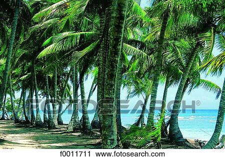 Domenican Republic, Punta Bonita beach View Large Photo Image Stock Image - Domenican Republic, Punta Bonita beach. Fotosearch