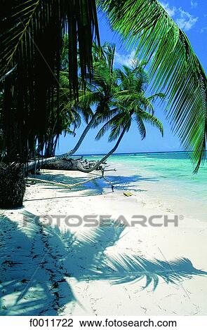 Stock Image - Domenican Republic, Punta Bonita beach and palmes. Fotosearch