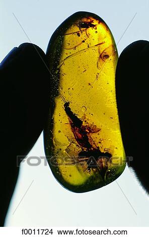 Picture - Domenican Republic, Santo Domingo, yellow amber for sale. Fotosearch