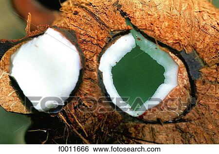 Stock Photograph - Jamaica, fresh coconut to drink. Fotosearch