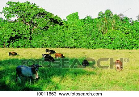 Jamaica, Golden Grove vicinity, cows grazing in a field View Large Photo Image Stock Image - Jamaica, Golden Grove vicinity, cows grazing in a field. Fotosearch