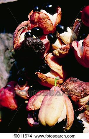Jamaica, Kingston market, jamaican ackees fruits View Large Photo Image Picture - Jamaica, Kingston market, jamaican ackees fruits. Fotosearch