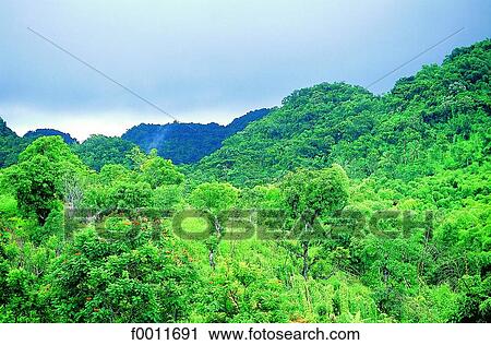 Jamaica, Montego Bay, Cockpit country, landscape View Large Photo Image Stock Image - Jamaica, Montego Bay, Cockpit country, landscape. Fotosearch