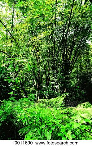 Stock Image - Jamaica, Montego Bay, tropical garden. Fotosearch