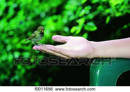Stock Photograph - Jamaica, Port Antonio, feeding a humming bird. Fotosearch