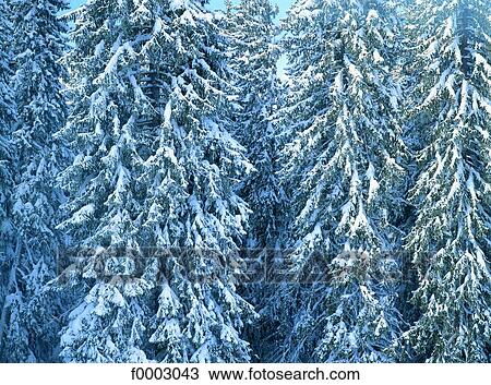 France, Alps, fir trees in the mountain View Large Photo Image Stock Image - France, Alps, fir trees in the mountain. Fotosearch