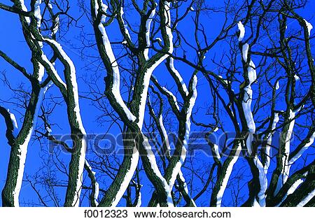 Stock Image - Frozen tree. Fotosearch
