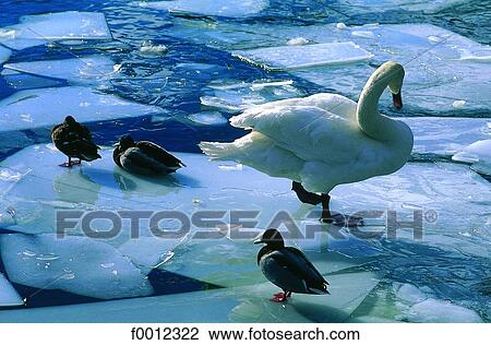 Swan on ice View Large Photo Image Stock Image - Swan on ice. Fotosearch