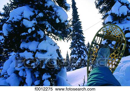 Walking with snow rackets View Large Photo Image Stock Photography - Walking with snow rackets. Fotosearch