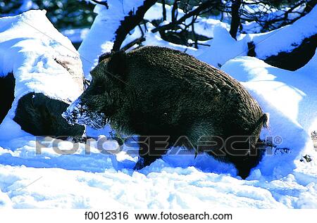Wild boar View Large Photo Image Stock Photograph - Wild boar. Fotosearch