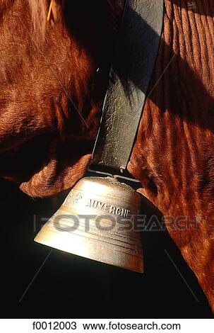 Stock Image - Auvergne, close-up of a cow. Fotosearch